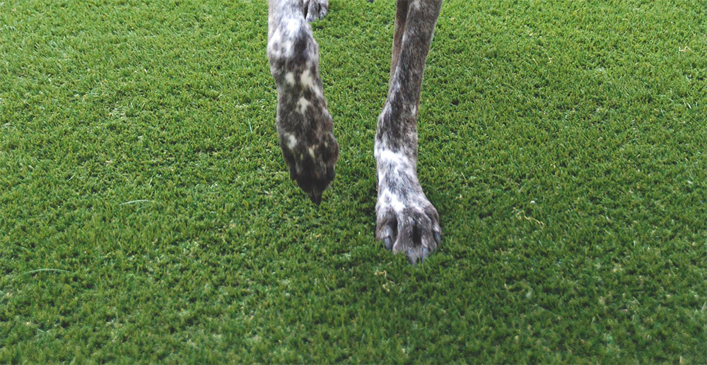 Dog walking on artificial grass